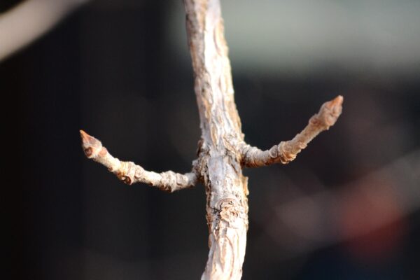 Chionanthus retusus - Buds