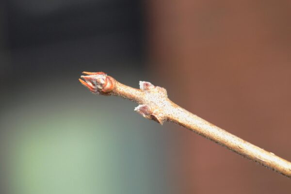 Chionanthus retusus - Buds