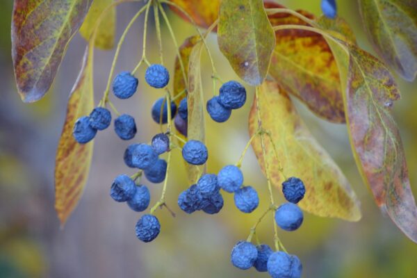 Chionanthus retusus - Older fruits surrounded by fall foliage