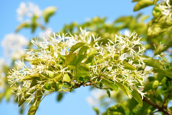 Chionanthus retusus - Flowers