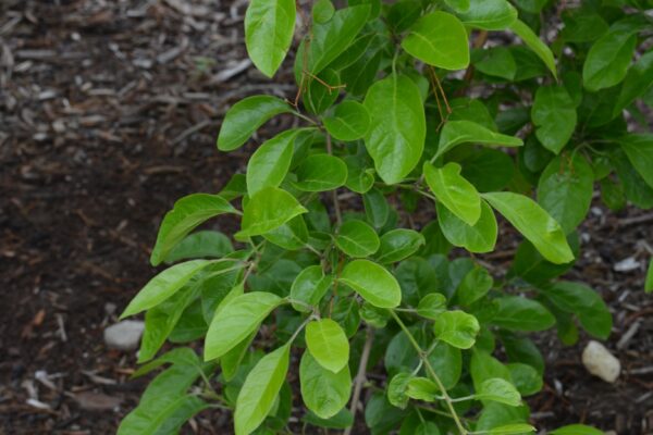 Chionanthus retusus - Foliage