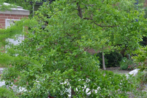 Chionanthus retusus - Habit