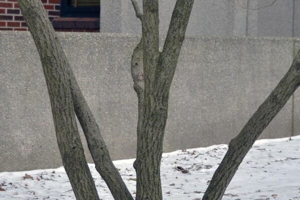 Chionanthus virginicus - Bark