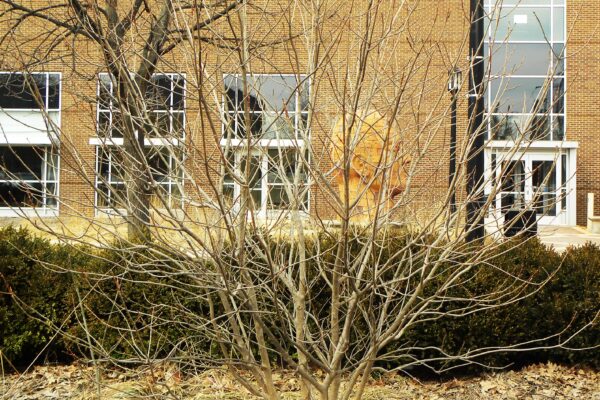 Chionanthus virginicus - Winter Habit