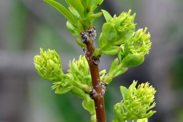 Chionanthus virginicus - Emerging Foliage and Flower