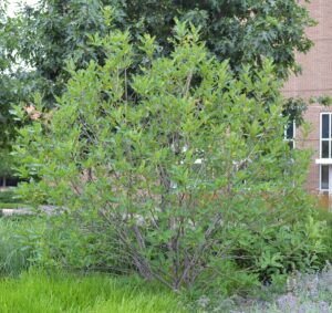 Chionanthus virginicus - Shrub Habit