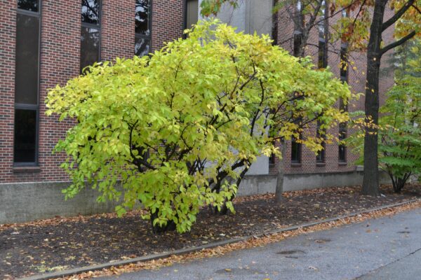 Chionanthus virginicus - Fall Shrub