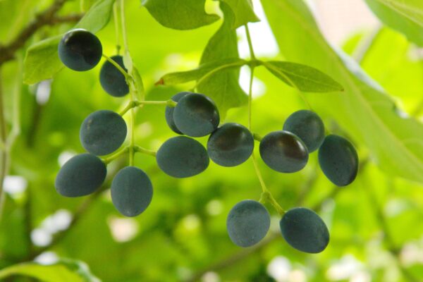 Chionanthus virginicus - Mature Fruit