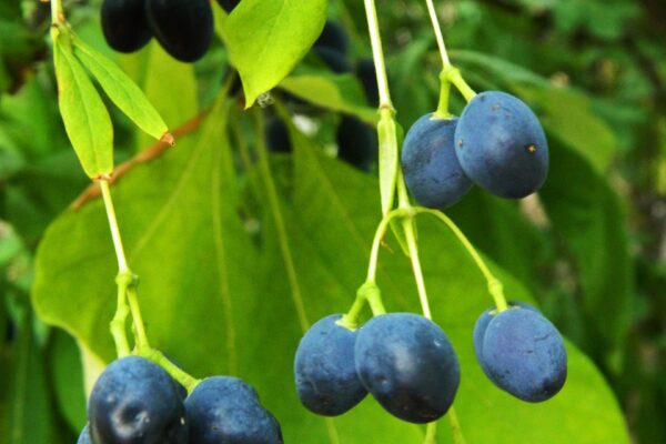 Chionanthus virginicus - Fruit