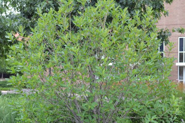 Chionanthus virginicus - Shrub Habit