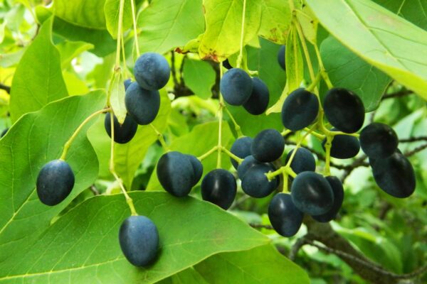 Chionanthus virginicus - Fruit
