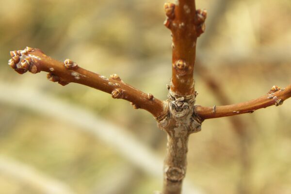 Chionanthus virginicus - Buds