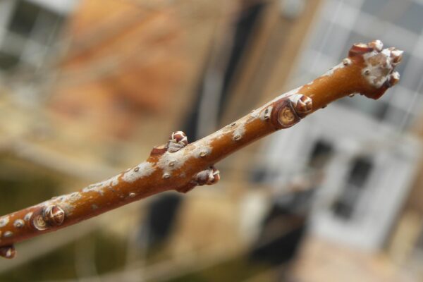 Chionanthus virginicus - Buds