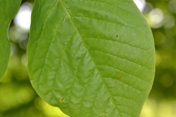 Cladrastis kentukea - Leaf