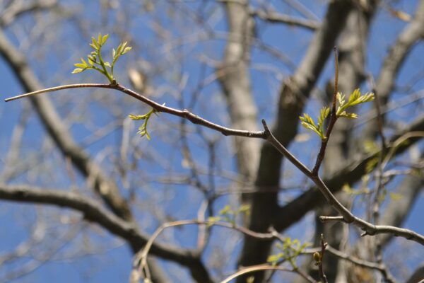 Cladrastis kentukea - Emerging Foliage