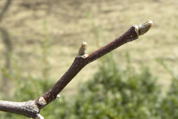 Cladrastis kentukea - Buds