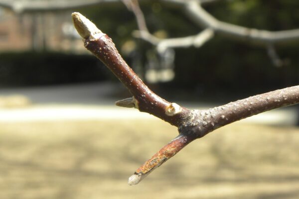 Cladrastis kentukea - Buds