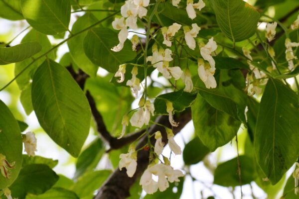 Cladrastis kentukea - Flower