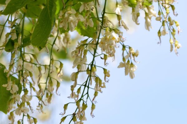 Cladrastis kentukea - Flower