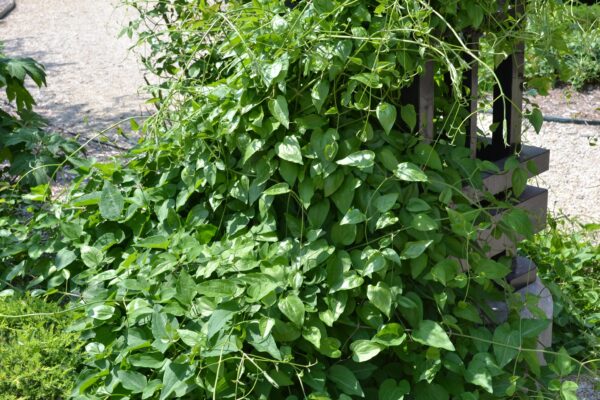 Clematis terniflora - Habit