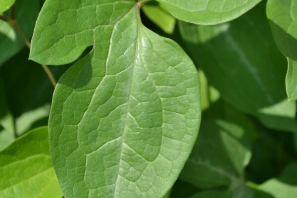 Clematis terniflora - Leaf