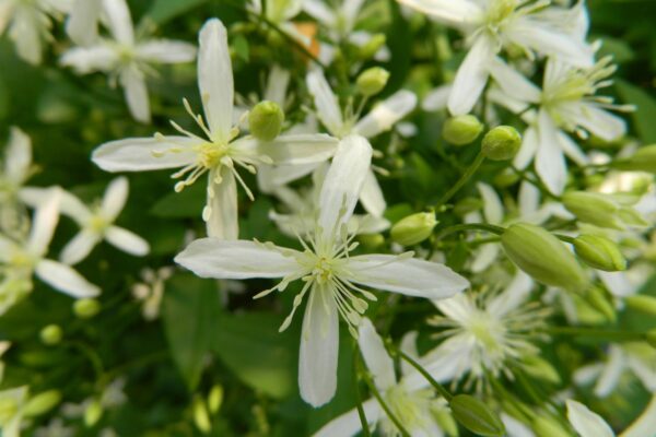 Clematis terniflora - Flowers Close-up