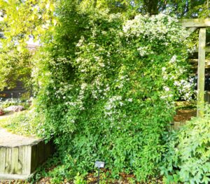Clematis terniflora - Plant in Bloom