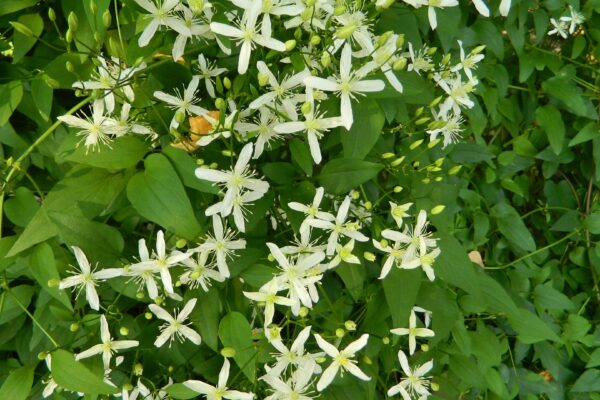 Clematis terniflora - Flowers