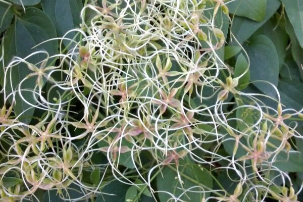 Clematis terniflora - Fruits