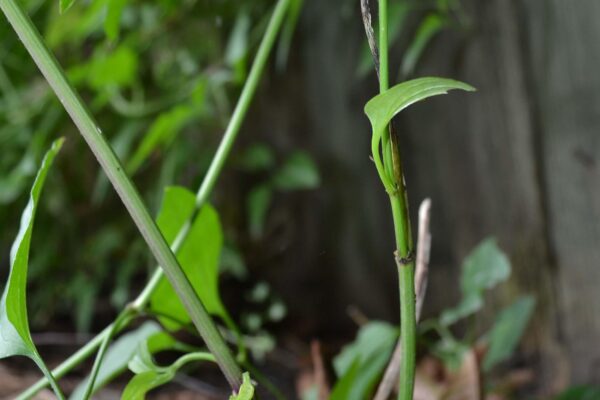Clematis terniflora - Stem