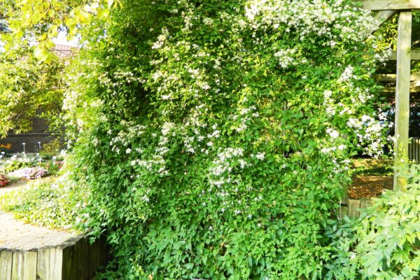Clematis terniflora - Plant in Bloom