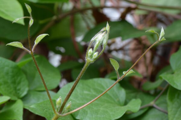 Clematis × jackmanii - Emerging Foliage