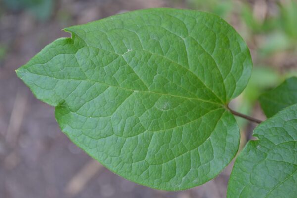 Clematis × jackmanii - Leaf