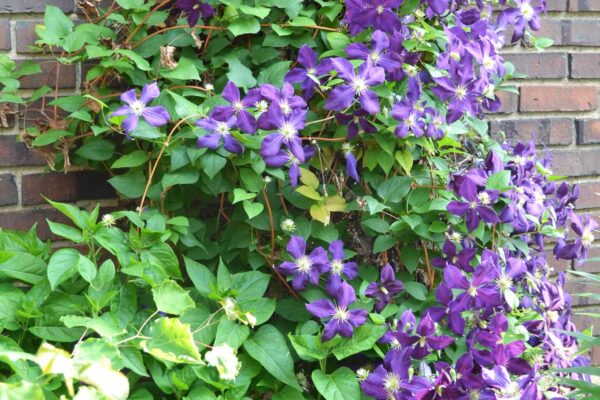 Clematis × jackmanii - Vine Habit
