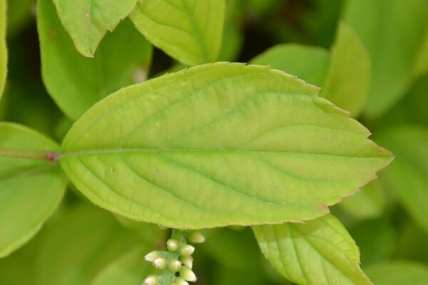 Clethra alnifolia - Leaf