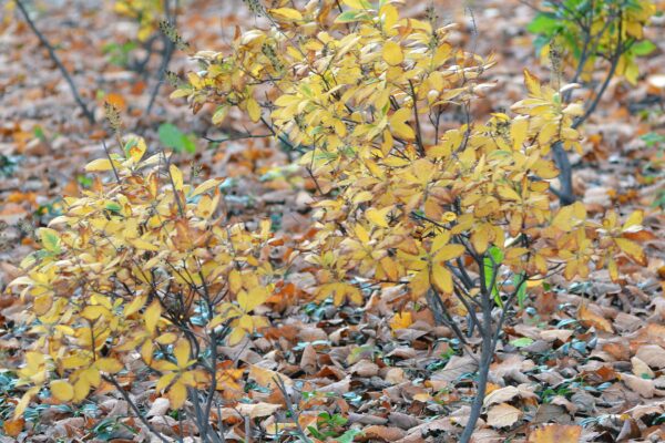 Clethra alnifolia - Fall Color