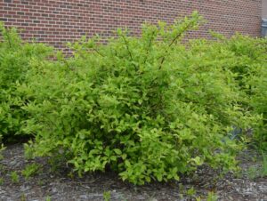 Clethra alnifolia - Overall Habit