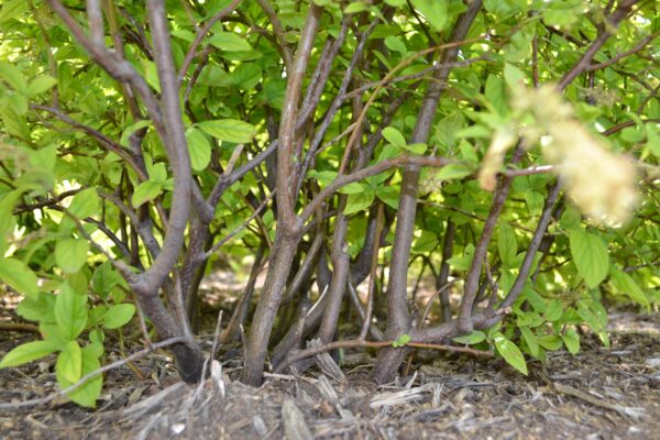 Clethra alnifolia - Bark