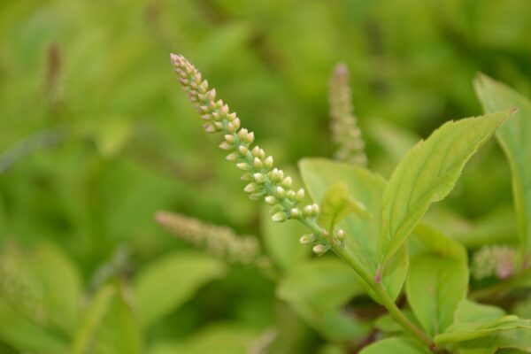 Clethra alnifolia - Flower Bud