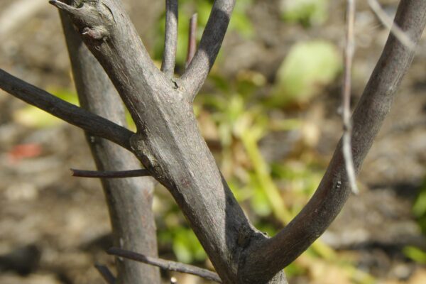 Clethra alnifolia - Bark
