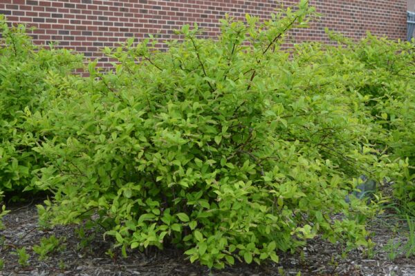 Clethra alnifolia - Overall Habit