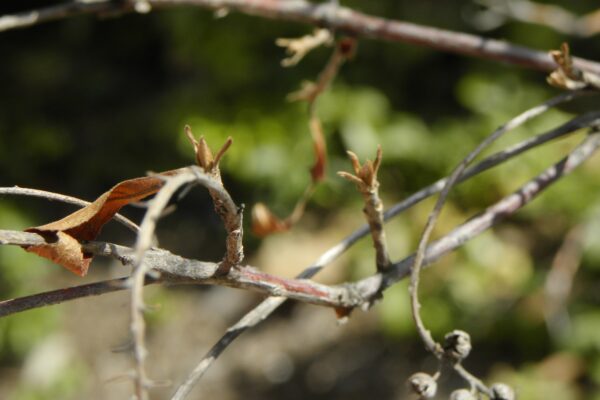 Clethra alnifolia - Buds