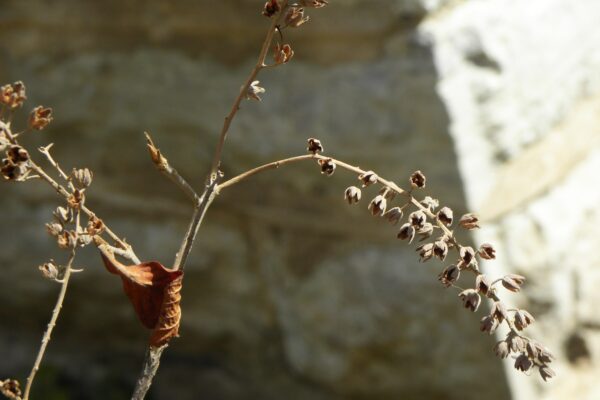 Clethra alnifolia - Buds and Old Fruit