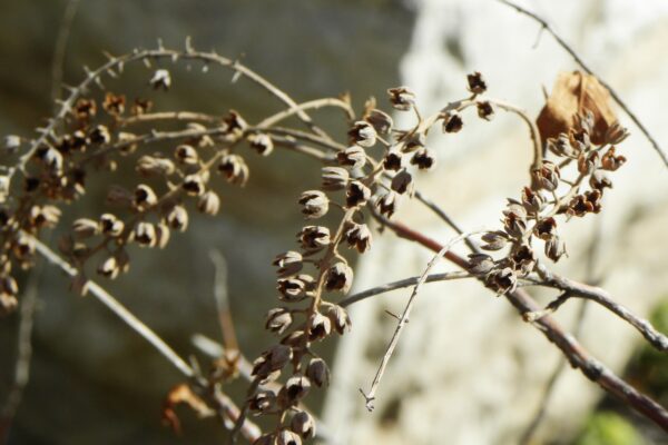 Clethra alnifolia - Old Fruit