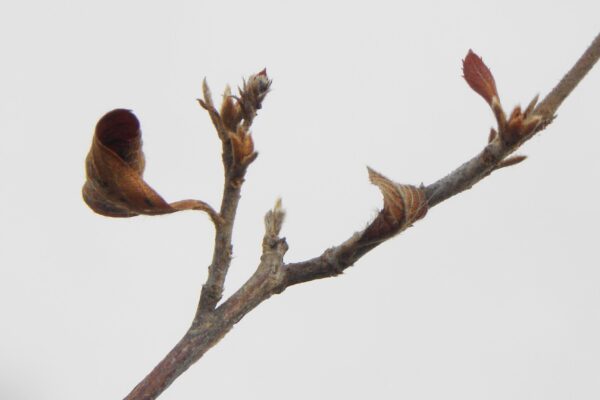 Clethra alnifolia ′Compacta′ - Buds