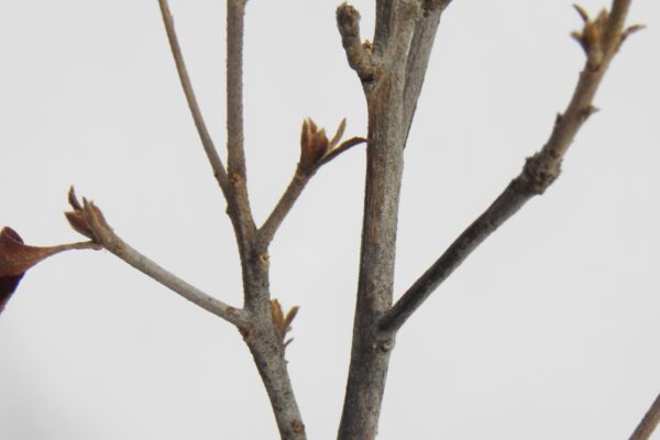 Clethra alnifolia ′Compacta′ - Buds