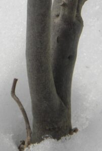 Clethra alnifolia ′Compacta′ - Bark