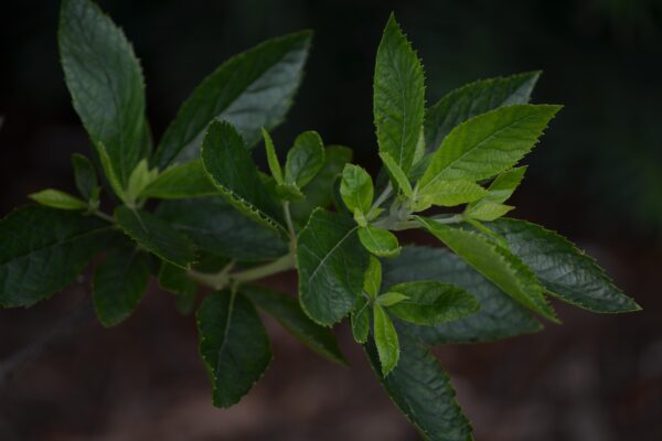 Clethra alnifolia ′Compacta′ - Foliage