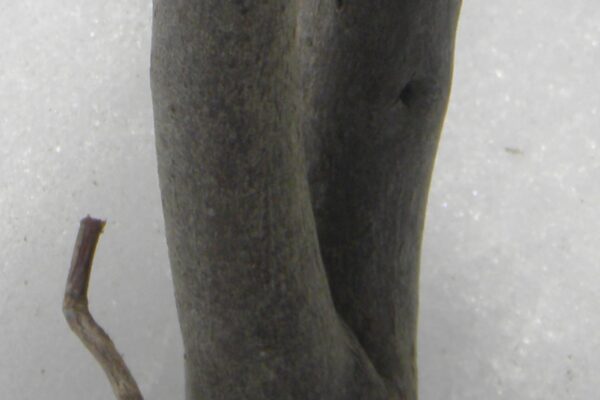 Clethra alnifolia ′Compacta′ - Bark