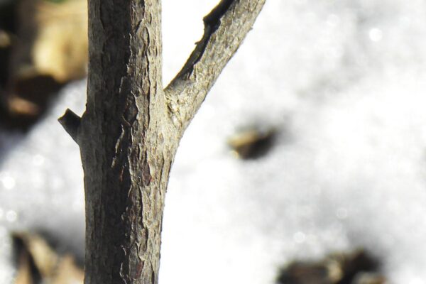 Clethra alnifolia ′Hummingbird′ - Bark